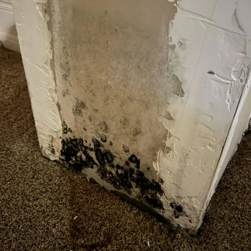 Professional Mold Removal in Bushnell, FL